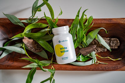 White Willow